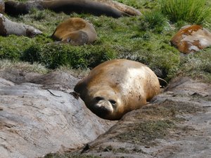 Wildlife at Grytviken - Fur Seals (8)