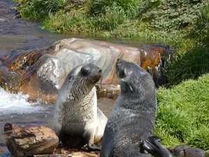 Wildlife at Grytviken - Fur Seals (9)