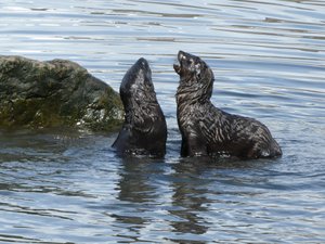 Wildlife at Grytviken - Fur Seals (10)