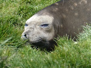 Wildlife at Grytviken - Fur Seals (11)