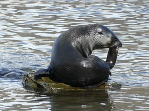 Wildlife at Grytviken - Fur Seals (12)