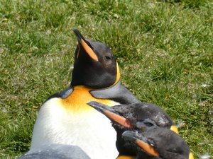 Wildlife at Grytviken - King Penguins (1)