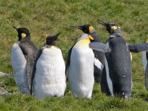 Wildlife at Grytviken - King Penguins (2)
