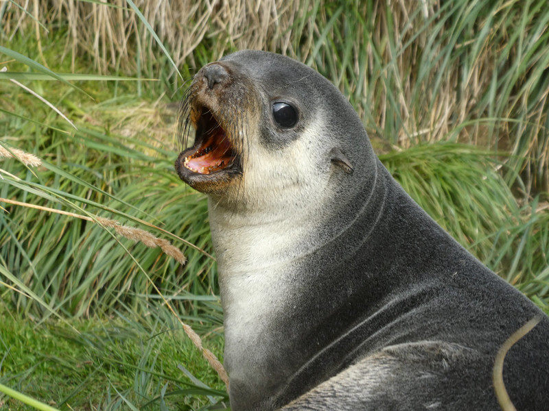 Antarctic Fur Seals (4)