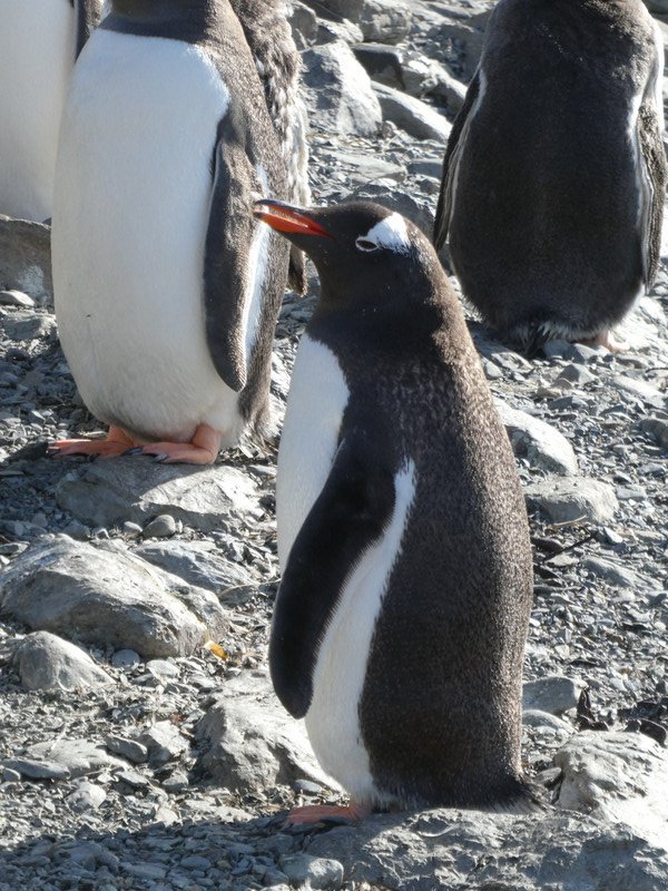 Gentoo Penguins (4)