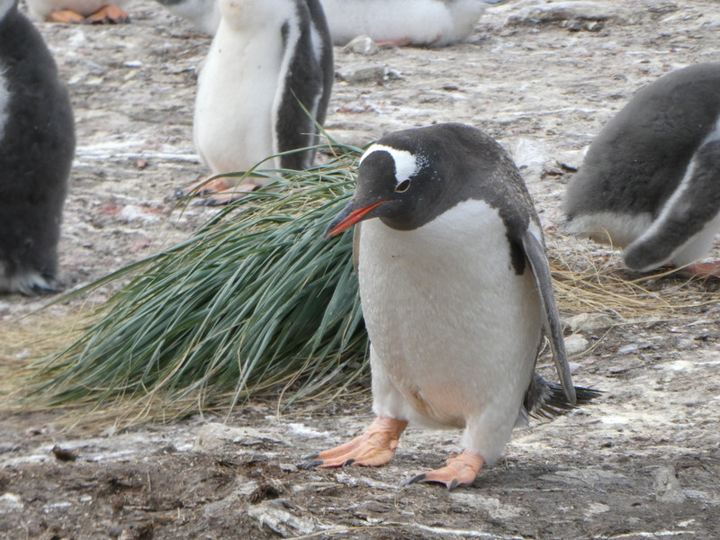 Gentoo Penguins (5)