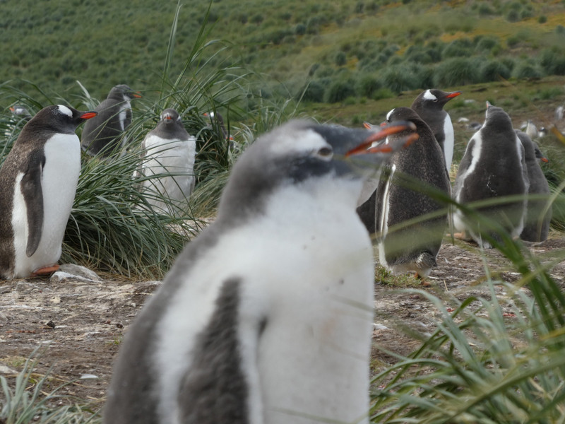 Gentoo Penguins (8)