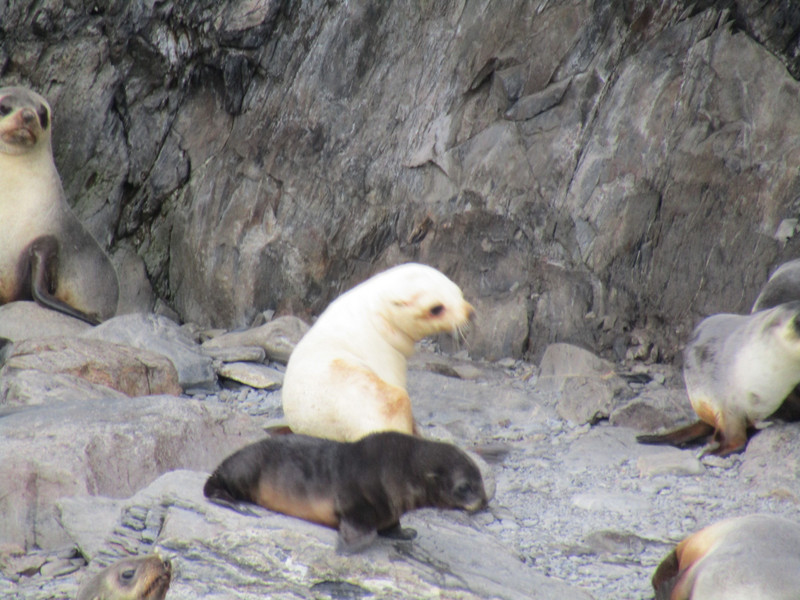Rare honey blond seal (2)