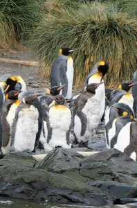King Penguins (1)