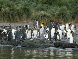 King Penguins (2)