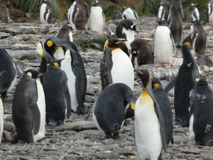 King Penguins (3)