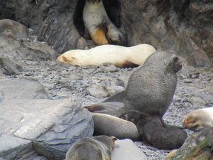 Rare honey blond seal (1)