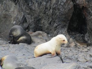 Rare honey blond seal (3)