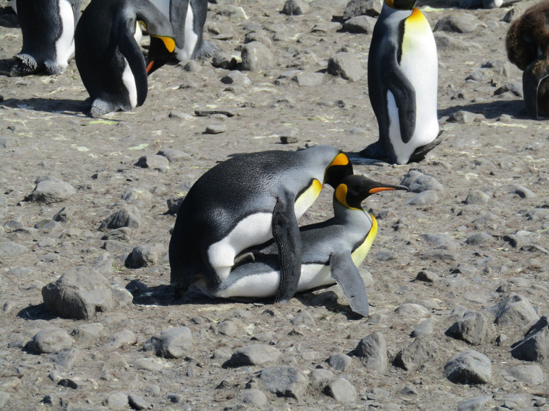King Penguins mating (2)