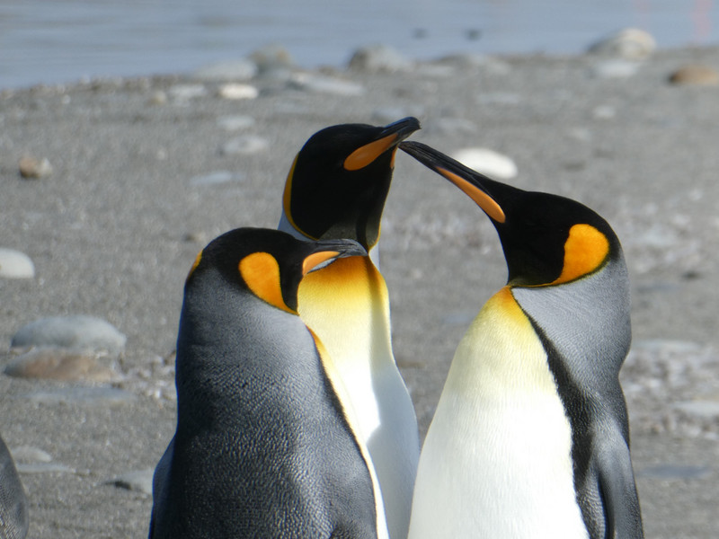 King Penguins Salisbury Plains Bay of Isles Sth Georgia (9)