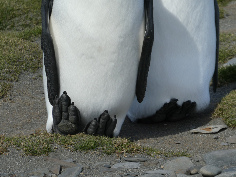 King Penguins- temperature control with feet