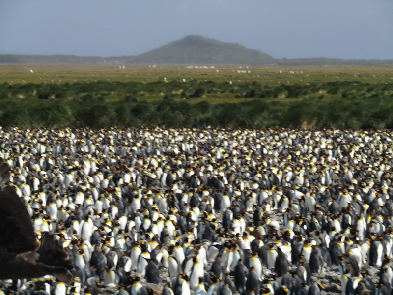 Salisbury Plains St Georgia - 200,000 King Penguins (8)