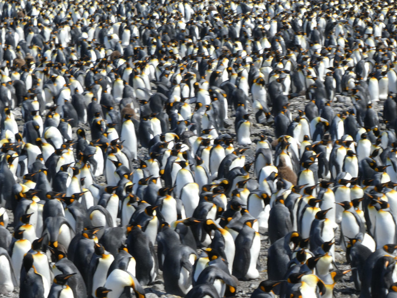 Salisbury Plains St Georgia - 200,000 King Penguins (14)