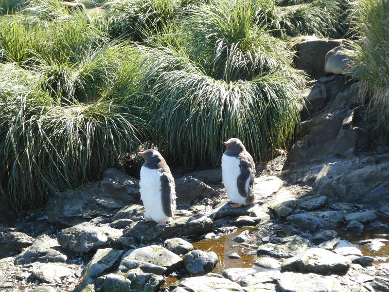 Prior Island - Gentoo Penguin (5)