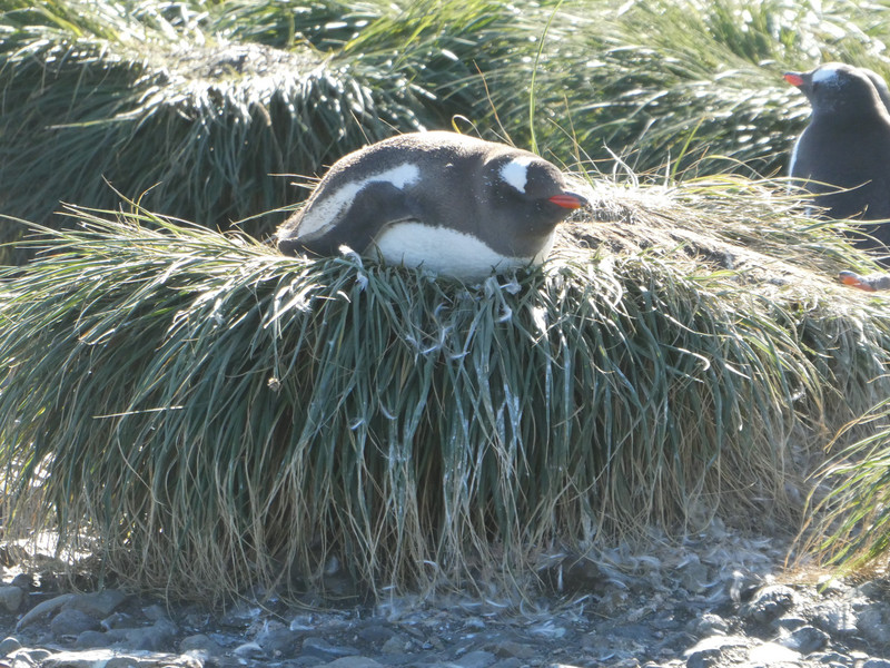 Prior Island - Gentoo Penguin (6)