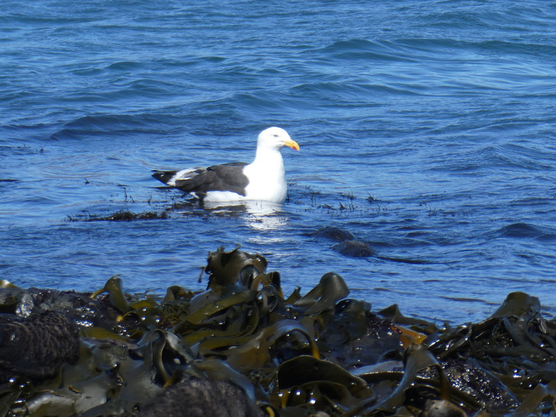 Prior Island - kelp gull