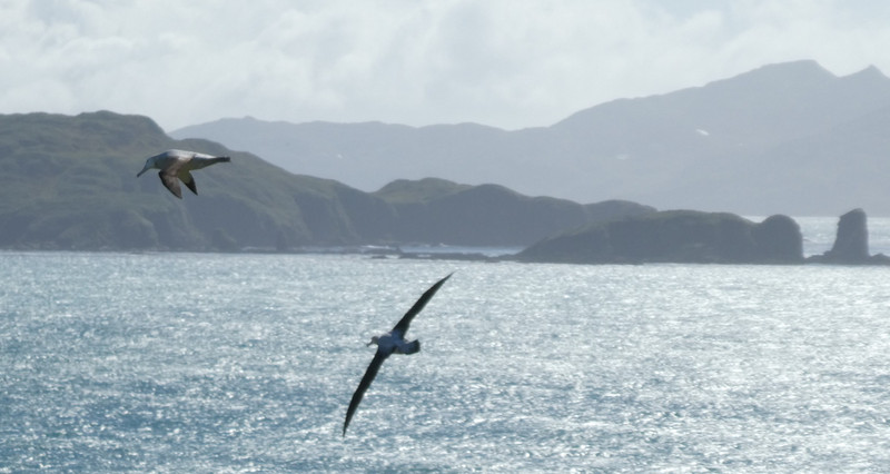 Prior Island - Wandering Albatross (3)