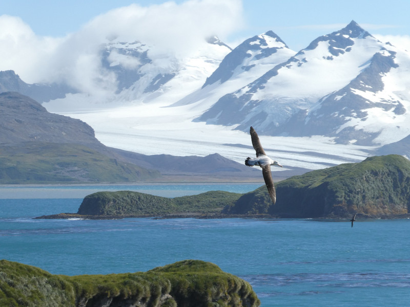 Prior Island - Wandering Albatross (4)