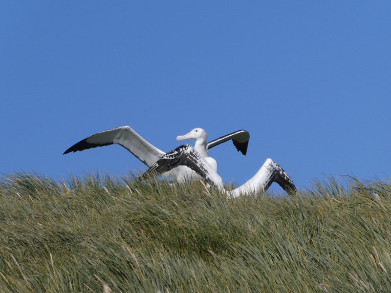 Prior Island - Wandering Albatross (6)
