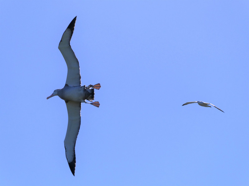 Prior Island - Wandering Albatross (9)