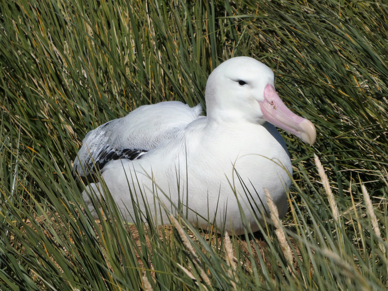 Prior Island - Wandering Albatross nesting (2)