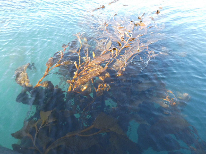 Prior Island kelp