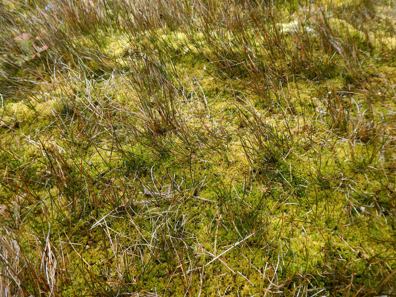 Stromness Bay - Antarctic hairgrass (1)