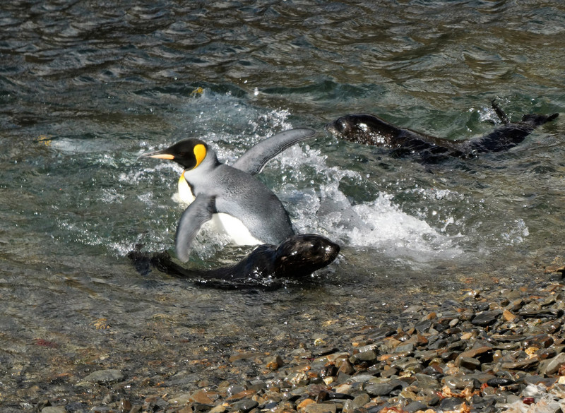 Stromness Bay - King Penguins (1)
