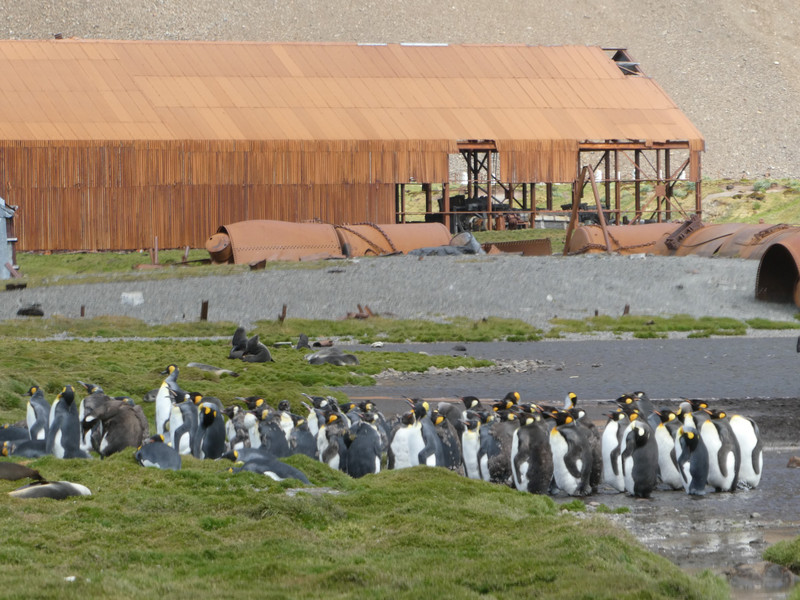 Stromness Bay - King Penguins (2)