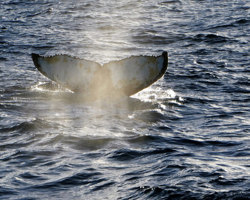 Many Humpback whales seen in St Andrews Bay (8)