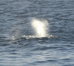 Many Humpback whales seen in St Andrews Bay (3)