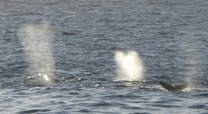 Many Humpback whales seen in St Andrews Bay (5)