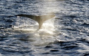 Many Humpback whales seen in St Andrews Bay (7)
