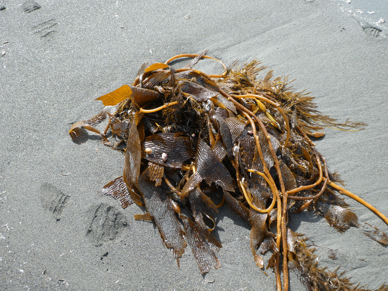 Gold Harbour - kelp