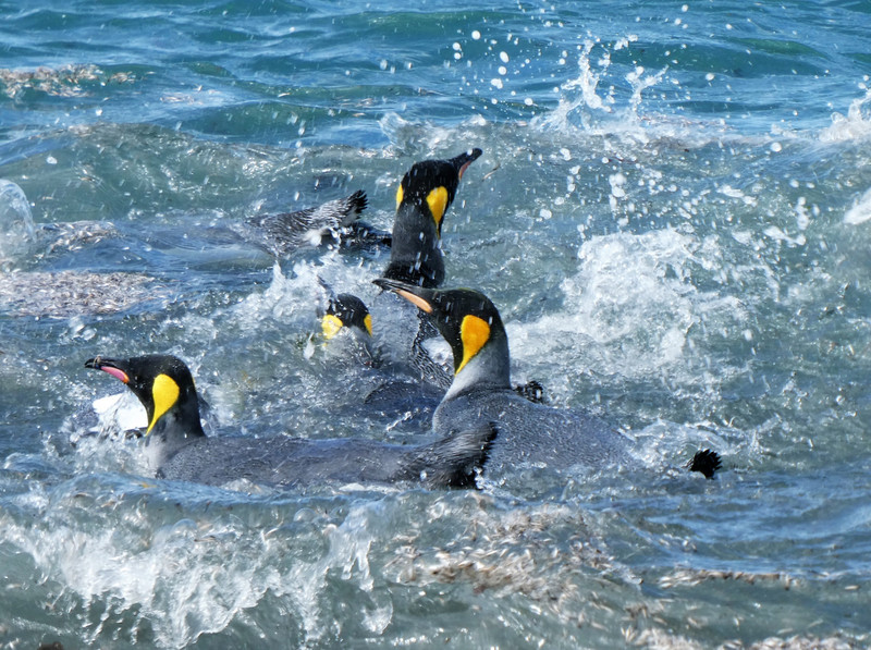 King penguins - Gold Harbour (2)
