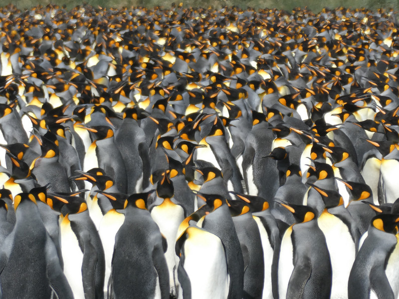 King penguins - Gold Harbour (4)