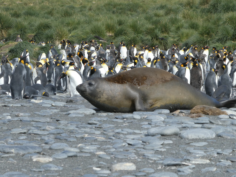 King penguins and Elephant seal Gold Harbour