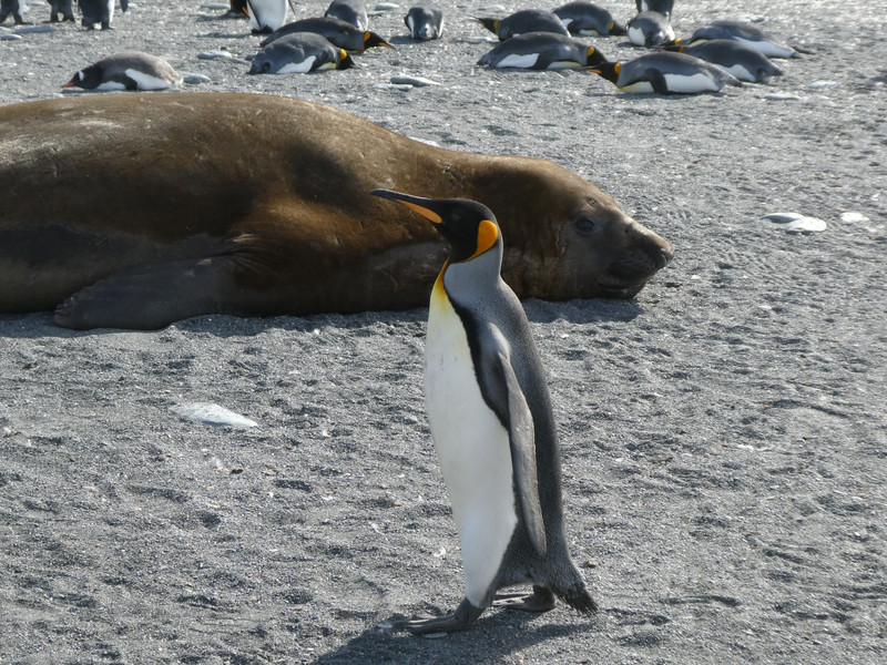 Elephant  Seals & King penguin at Gold Harbour  (5)