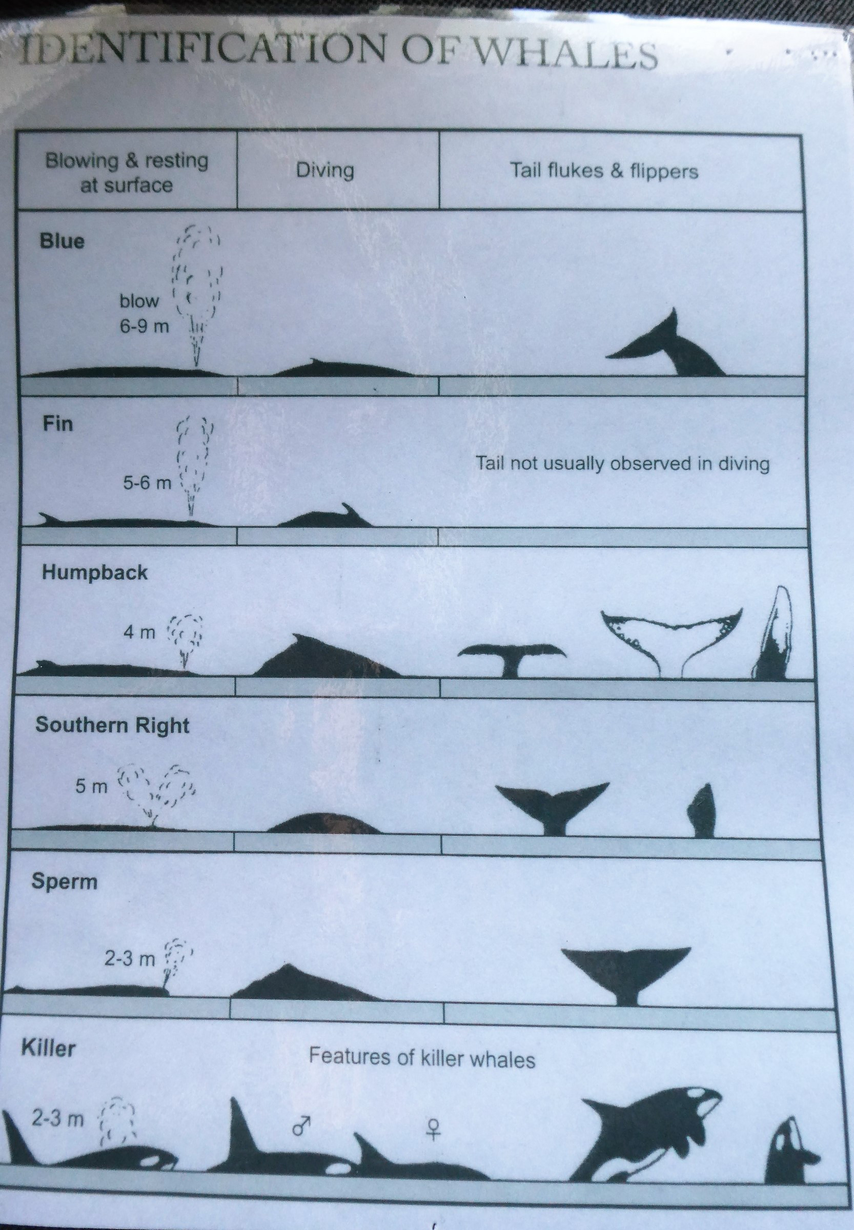 Whale Identification chart Photo