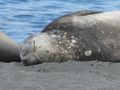 Female Elephant Seals at Gold Harbour