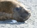 Elephant Seals at Gold Harbour  (4)