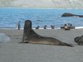 Elephant  Seals at Gold Harbour  (11)