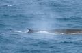 Fin Whales (3)