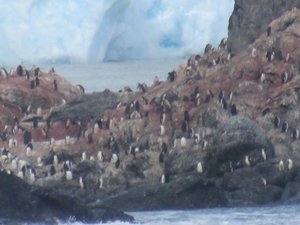 Elephant Island & Chinstrap Penguins (3)
