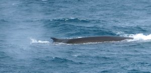 Fin Whales (4)